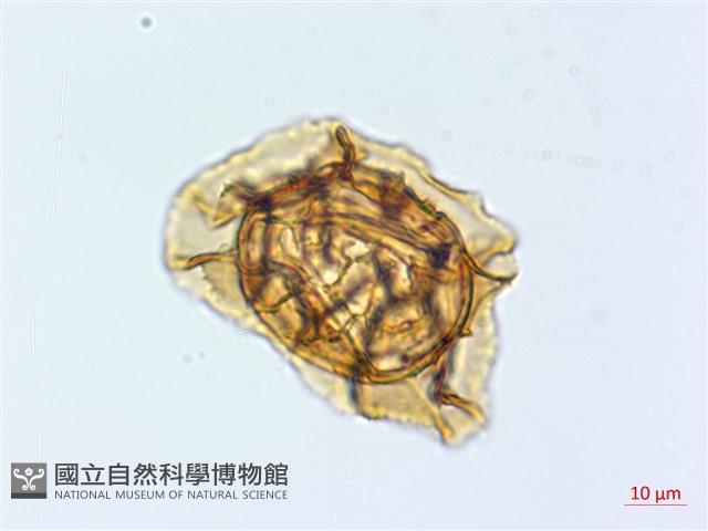 腸蕨藏品圖，第2張