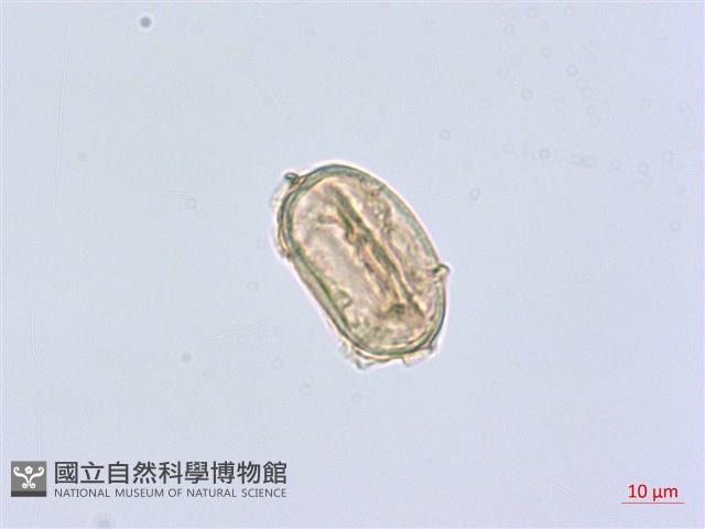 擬德氏雙蓋蕨藏品圖，第1張