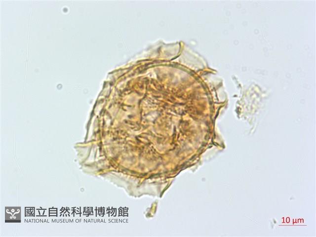 萊氏鐵角蕨藏品圖，第2張