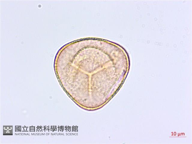 掌葉鐵線蕨藏品圖，第1張