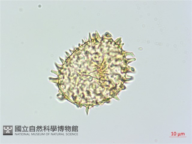 肋毛蕨藏品圖，第1張