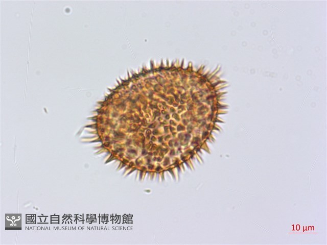 頂囊肋毛蕨藏品圖，第1張