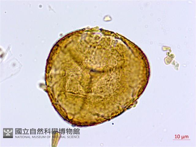 半月形鐵線蕨藏品圖，第1張