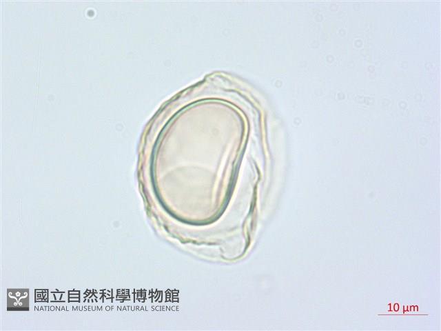 疏葉雙蓋蕨藏品圖，第1張