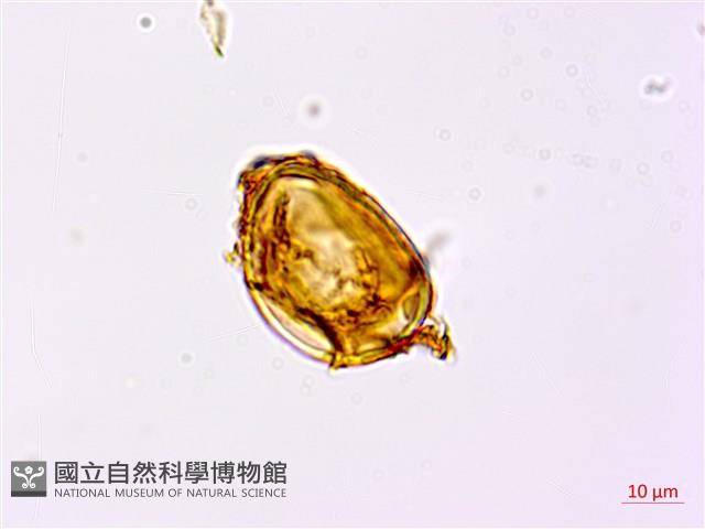 烏毛蕨藏品圖，第1張