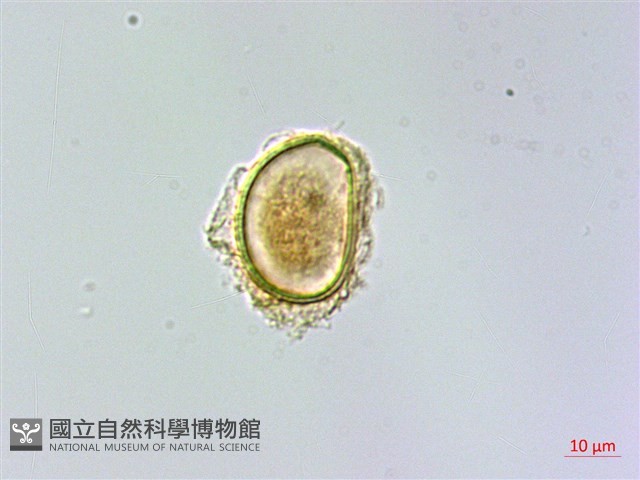 細裂羽節蕨藏品圖，第2張