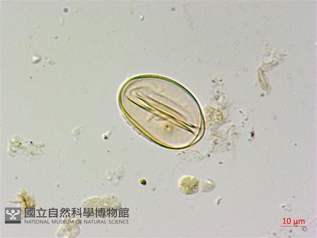 長柄牙蕨藏品圖，第1張