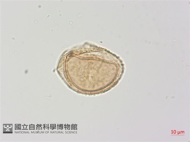 生芽蹄蓋蕨藏品圖，第2張