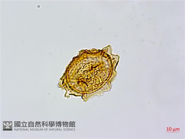 臺灣山蘇花藏品圖，第2張