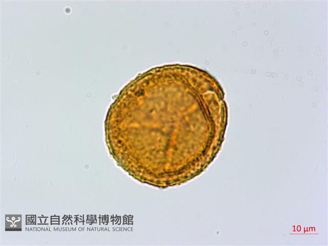 登錄號:P004013藏品圖，第2張