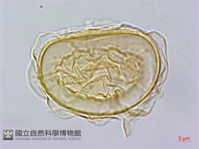 毛柄短腸蕨藏品圖，第2張