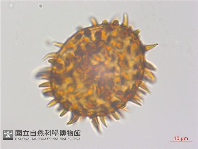 冷蕨藏品圖，第1張