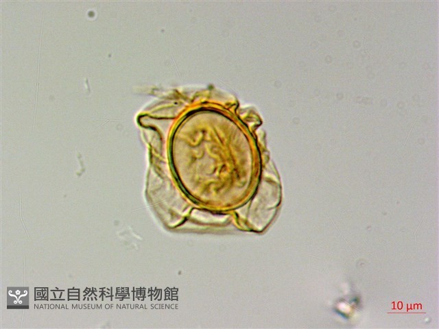 無苞蕨藏品圖，第2張