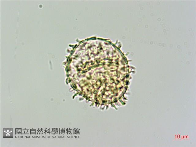 細葉姬蕨藏品圖，第1張