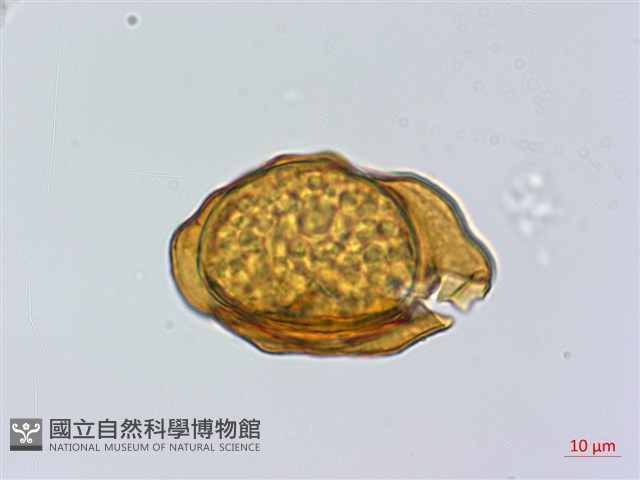 登錄號:P014793藏品圖，第1張