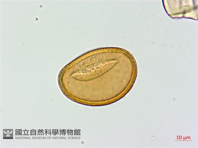 假軸果蹄蓋蕨、毛軸蹄蓋蕨藏品圖，第1張