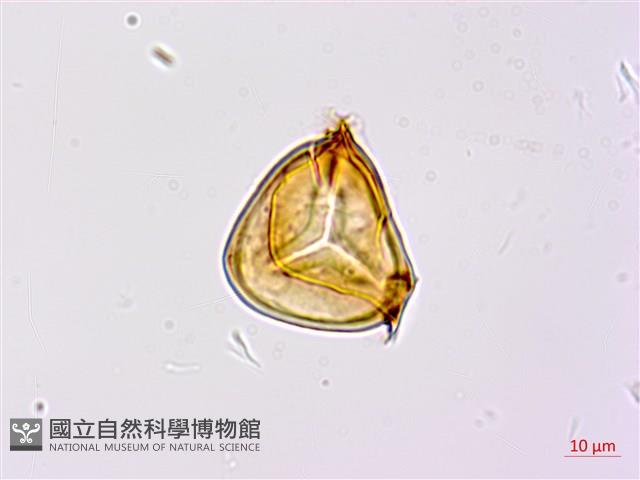 南洋桫欏藏品圖，第1張