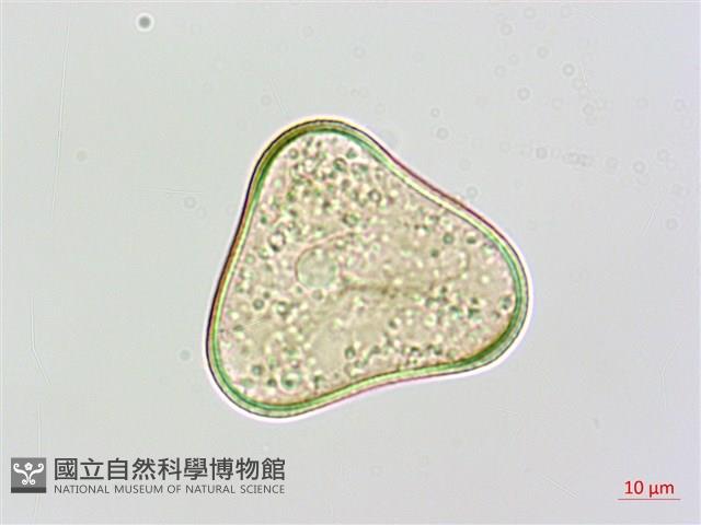 邊緣鱗蓋蕨藏品圖，第2張
