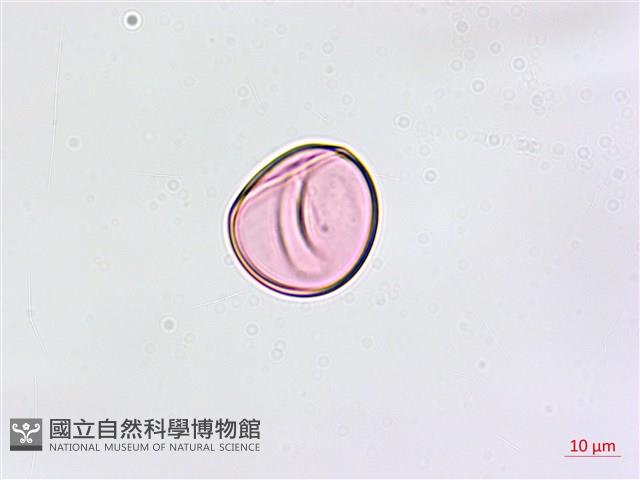 縮羽鐵角蕨藏品圖，第2張