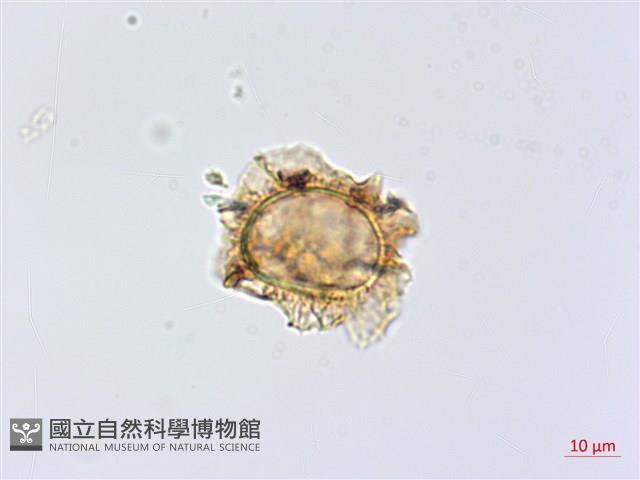 假耳羽雙蓋蕨藏品圖，第1張