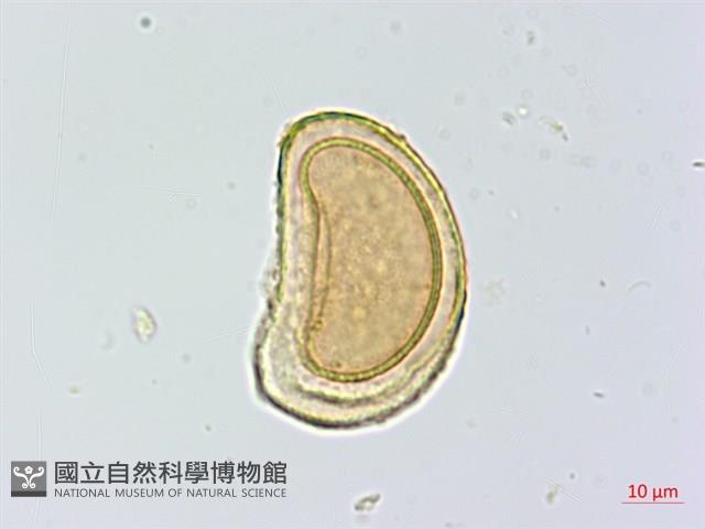 蓬萊蹄蓋蕨藏品圖，第2張