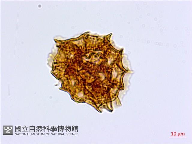 骨碎補鐵角蕨藏品圖，第2張