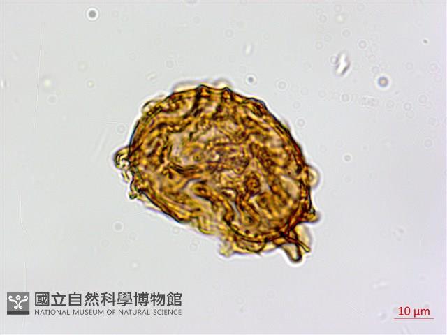 鐮葉鐵角蕨藏品圖，第2張