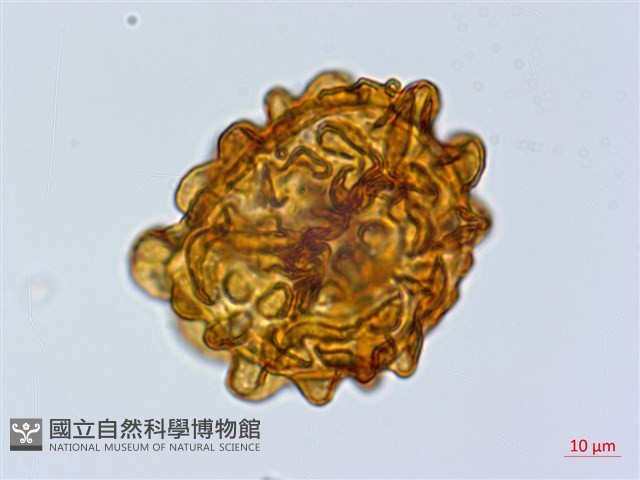 尖齒鱗毛蕨藏品圖，第2張