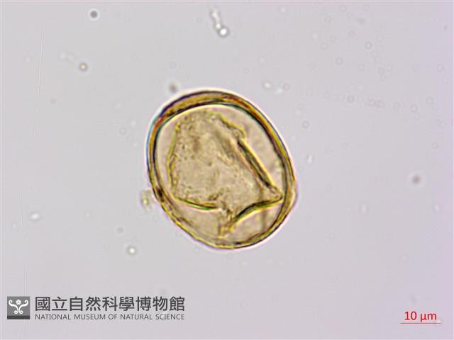 蘇鐵蕨藏品圖，第1張