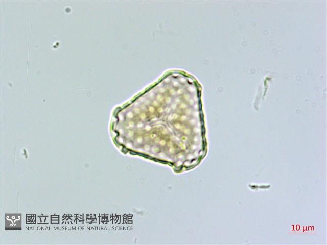 蛇足石杉、千層塔藏品圖，第2張