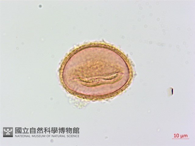 登錄號:P015727藏品圖，第1張