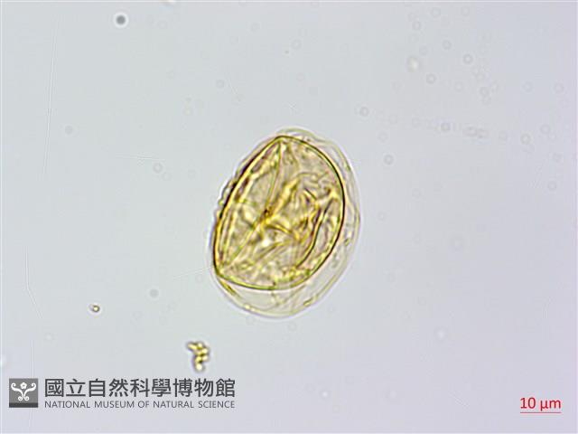 蘇鐵蕨藏品圖，第2張