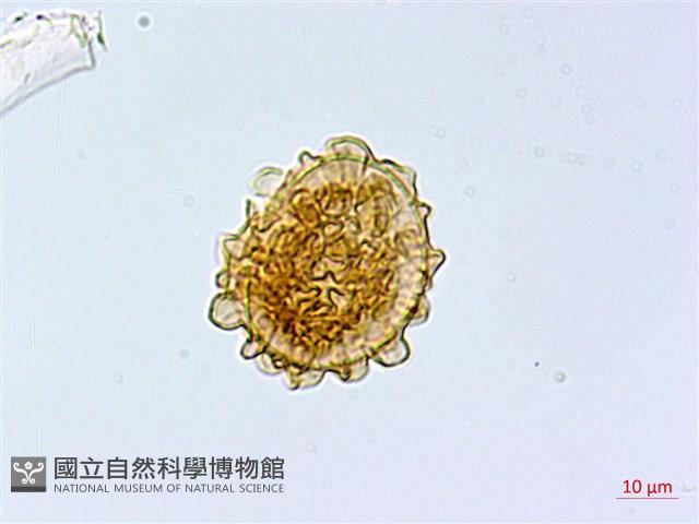 華中峨眉蕨藏品圖，第2張