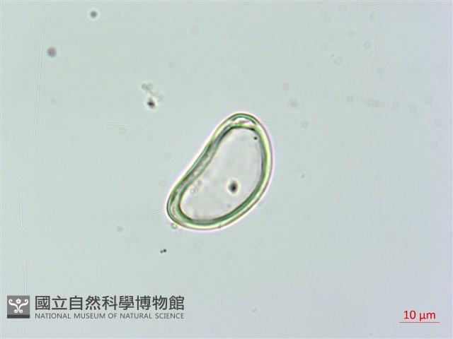 雙扇蕨藏品圖，第2張