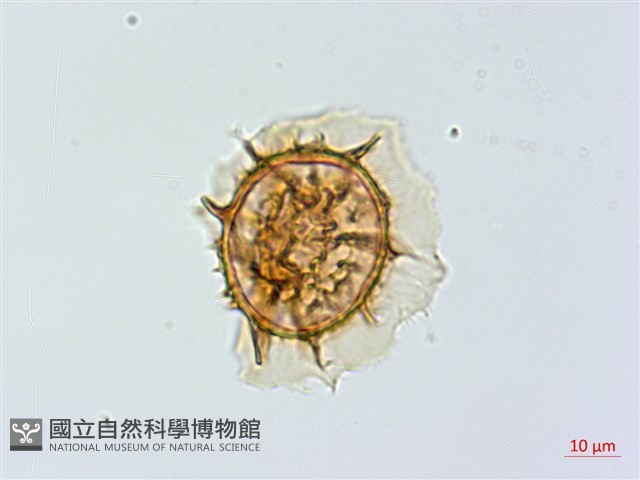 單邊鐵角蕨藏品圖，第2張