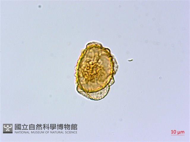細裂羽節蕨藏品圖，第1張