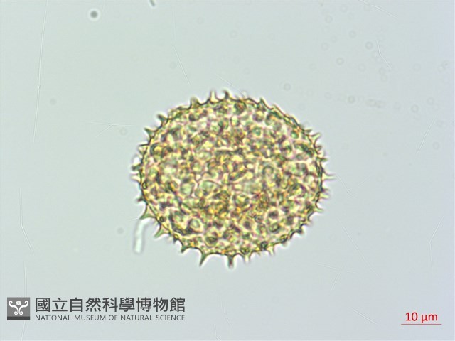 肋毛蕨藏品圖，第1張