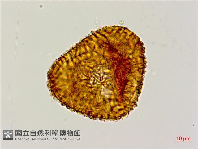 韓氏黑桫欏藏品圖，第2張