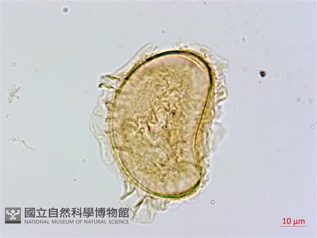 異裂短腸蕨藏品圖，第2張