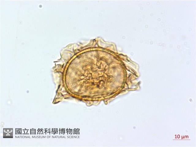 狹基巢蕨藏品圖，第2張