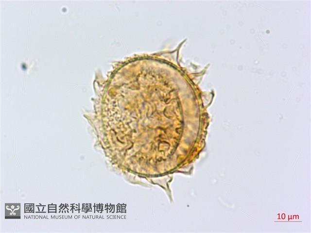 登錄號:P010017藏品圖，第2張