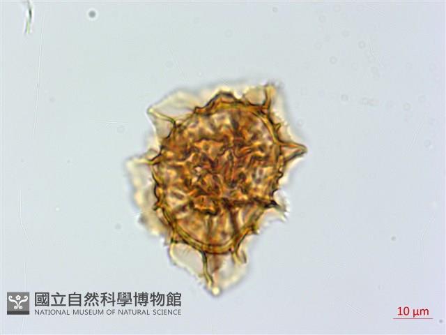 單邊鐵角蕨藏品圖，第2張