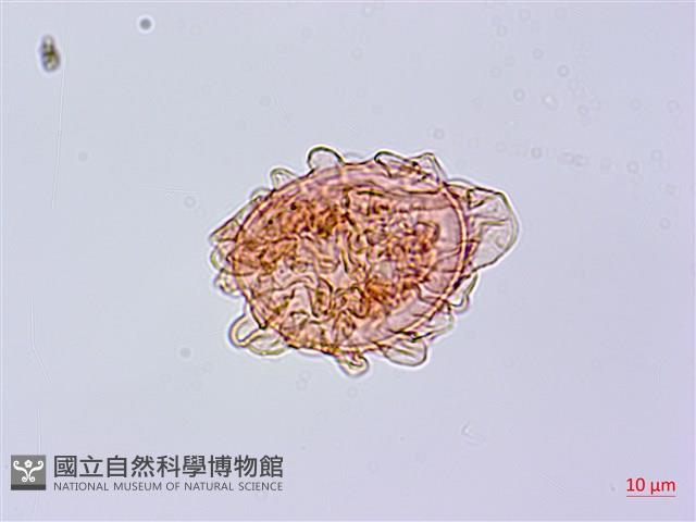 單葉雙蓋蕨藏品圖，第2張