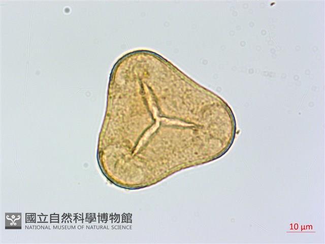 華鳳丫蕨藏品圖，第2張