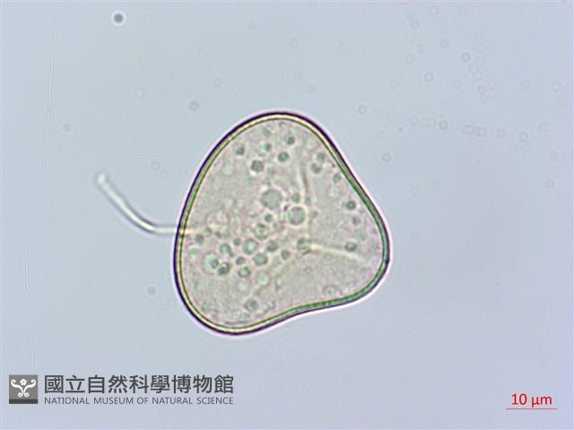 虎克氏鱗蓋蕨藏品圖，第2張