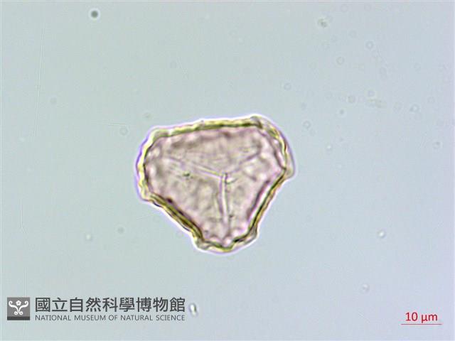 千層塔藏品圖，第1張