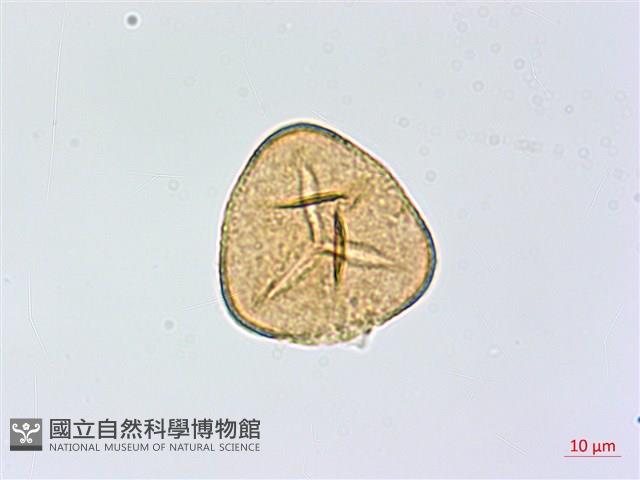 高山鳳丫蕨藏品圖，第1張