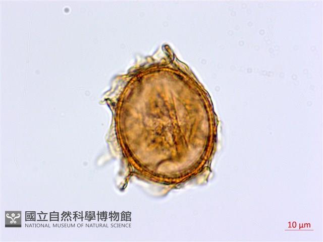 劍葉鐵角蕨、箭葉鐵角蕨藏品圖，第1張