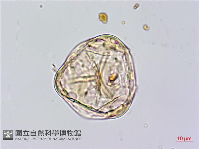 黑桫蕨藏品圖，第2張