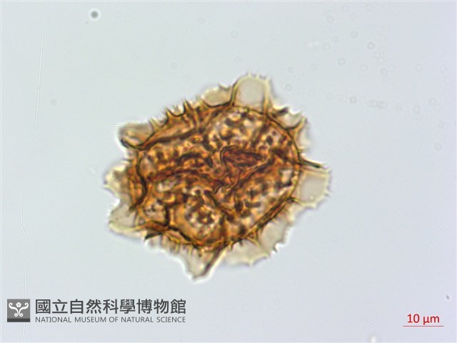 小鐵角蕨藏品圖，第2張